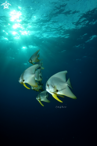 A Teira Batfish