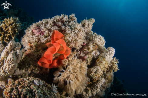 A Chromodoris Quadricolor | Jackfish Alley