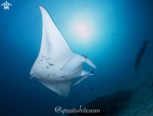 A Manta Ray