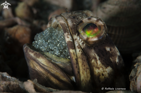 A Jawfish