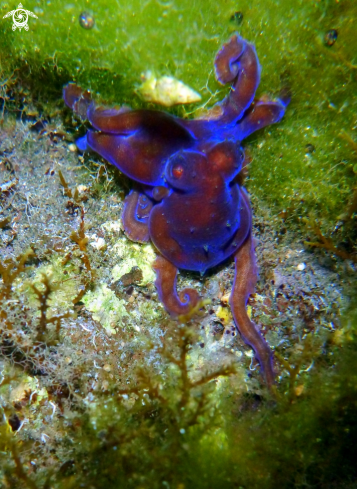 A Neon octopus