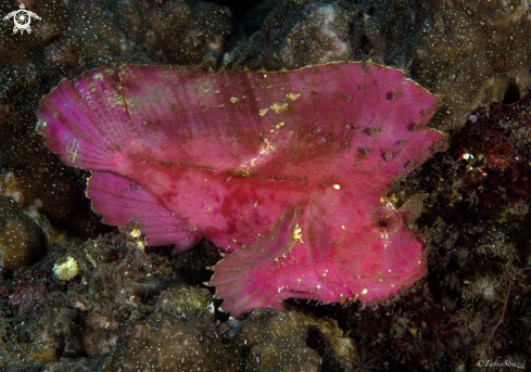 A Leaf fish