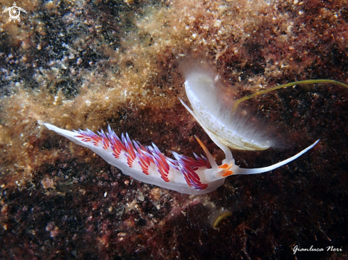 A Cratena peregrina | Cratena