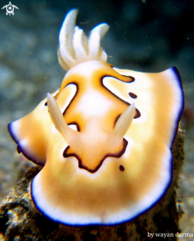 A goniobranchus coi 