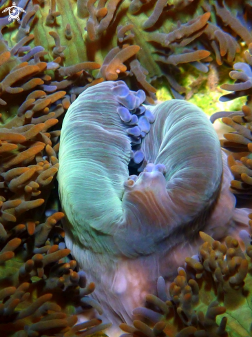 A retail anemone