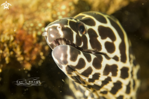 A Honeycomb Moray Eel