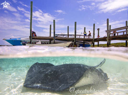 A Southern Stingray