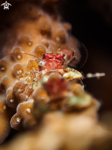 A Porcelain Crab