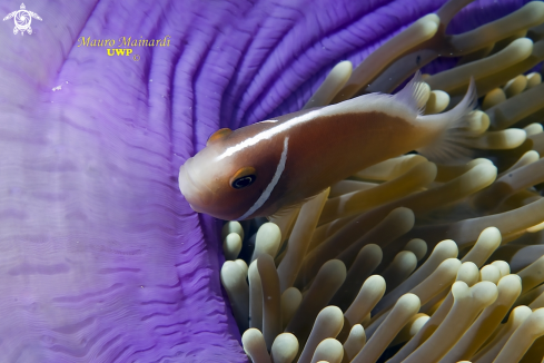 A Anemone and clownfish