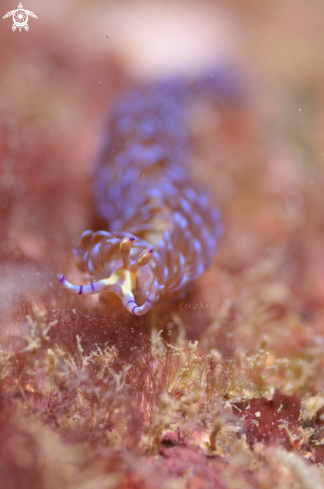 A Pteraeolidia ianthina | Pteraeolidia ianthina