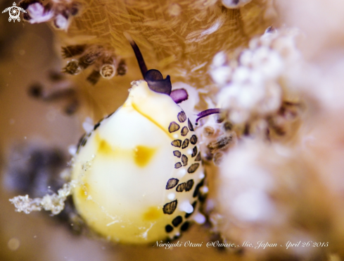 A Diminovula alabaster | Allied cowrie