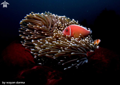 A pink nemo 