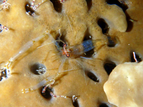 A transparent shrimp