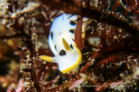 A Chromodoris orientalis | nudi