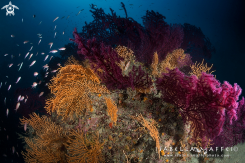 A Reef Landscape