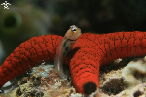 A Ecsenius Minutus | Blenny