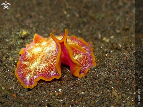 A Pseudoceros ferrugineus | Pseudoceros ferrugineus