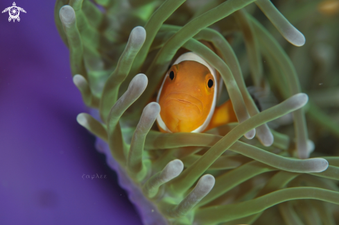 A ClownFish