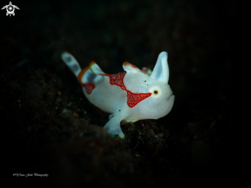 A Juve : Clown frogfish Antennarius maculatus 