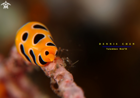 A Tiger Cowrie