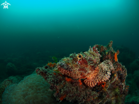 A Scorpionfish