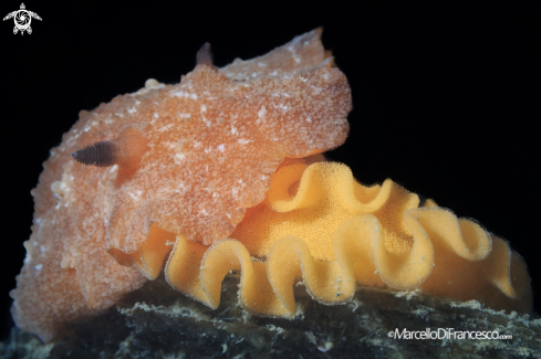 A Nudibranch