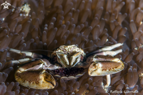 A Porcelain crab