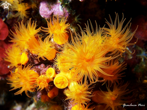 A Astroides calycularis | Astroides