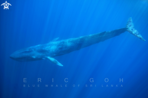 A BLUE WHALE