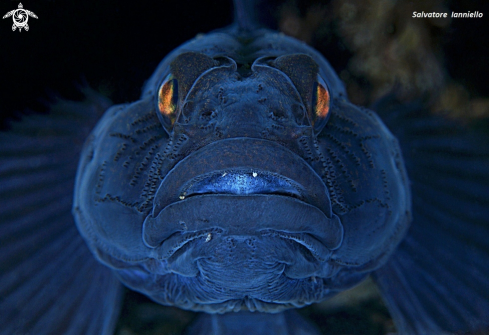 A Gobius niger | Ghiozzo nero