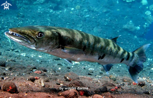 A barracuda 