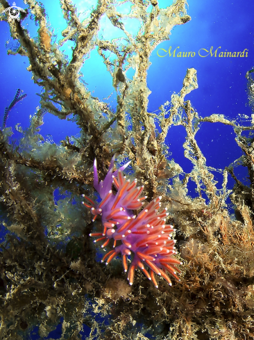 A Flabellina wide-angle