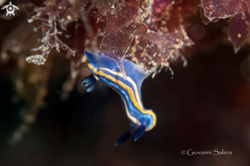 A Hypselodoris tricolor | Felimare tricolor