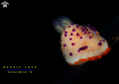 A Nudi