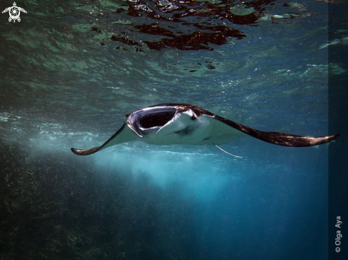 A Manta Ray