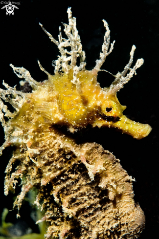 A Seahorse