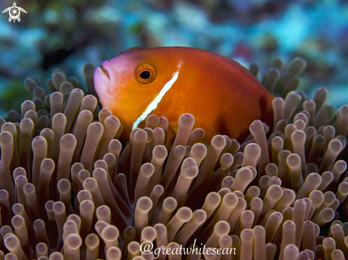 A Amphiprion Nigripes | Maldive Clownfish and Anemone