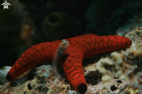 A Ecsenius Minutus | Blenny