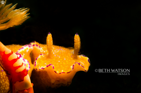 A Nudibrach, Emperor shrimp