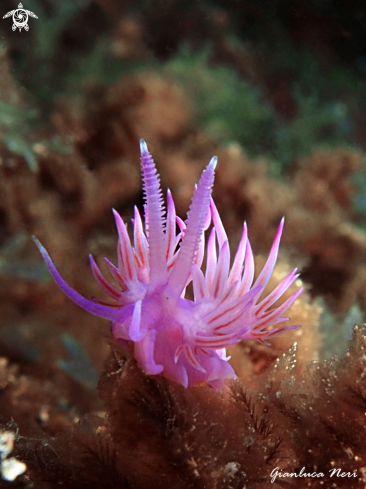 A Flabellina affinis | Flabellina