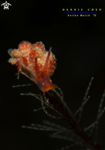 A Nudi