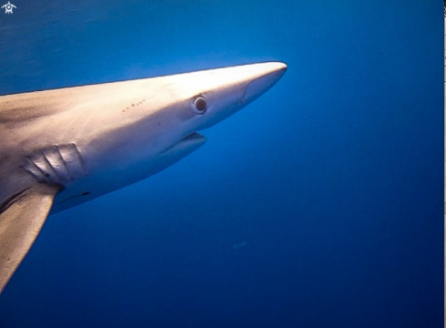 A Blue Shark