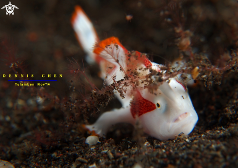 A Antennarius maculatus | Frog Fish