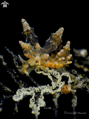 A Eubranchus Mandapamesis  