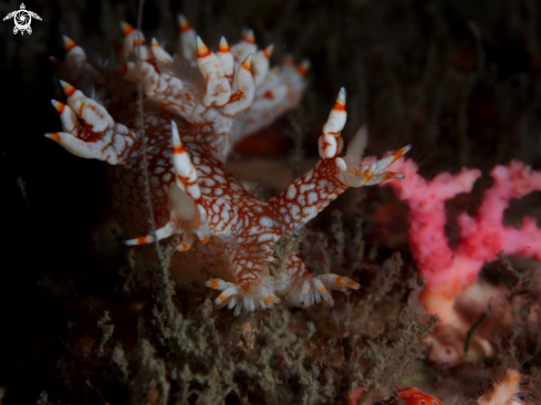 A Nudibranch