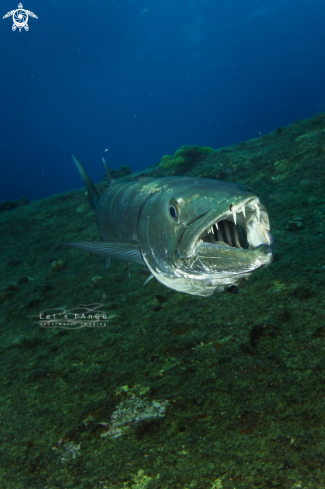 A Giant Barracuda