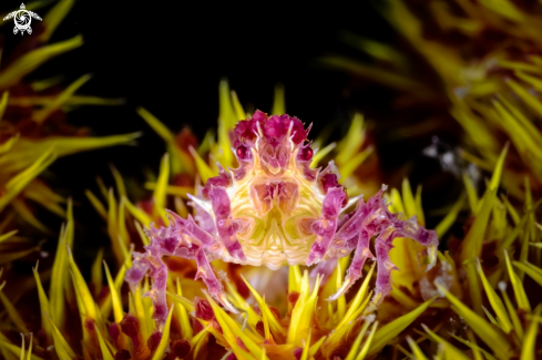 A Candy Crab