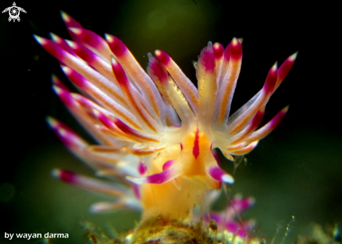 A Flabellina rubrolineata 