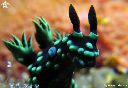 A nembrotha cristata 