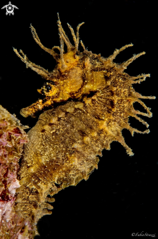 A Seahorse